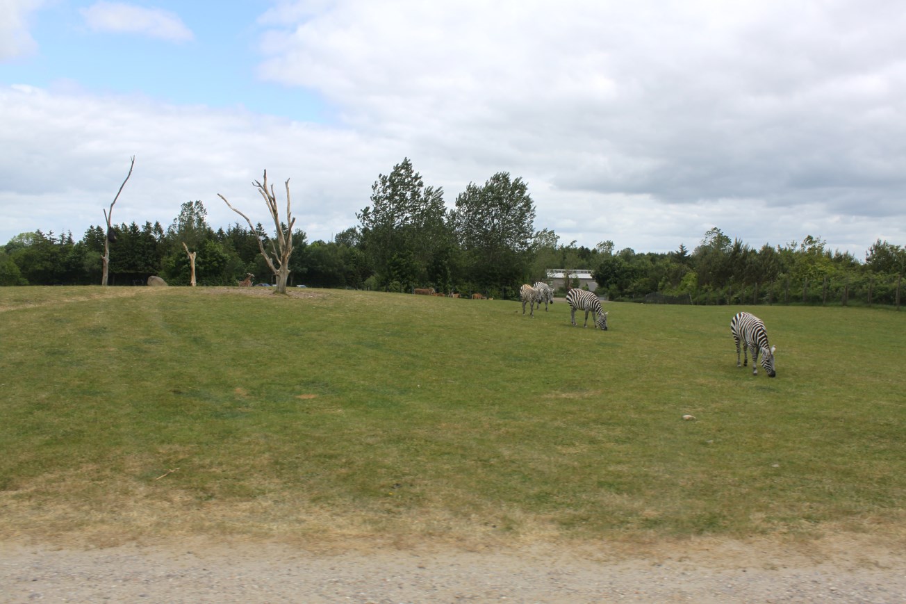 Givskud Zoo - Safari (Africa #2)