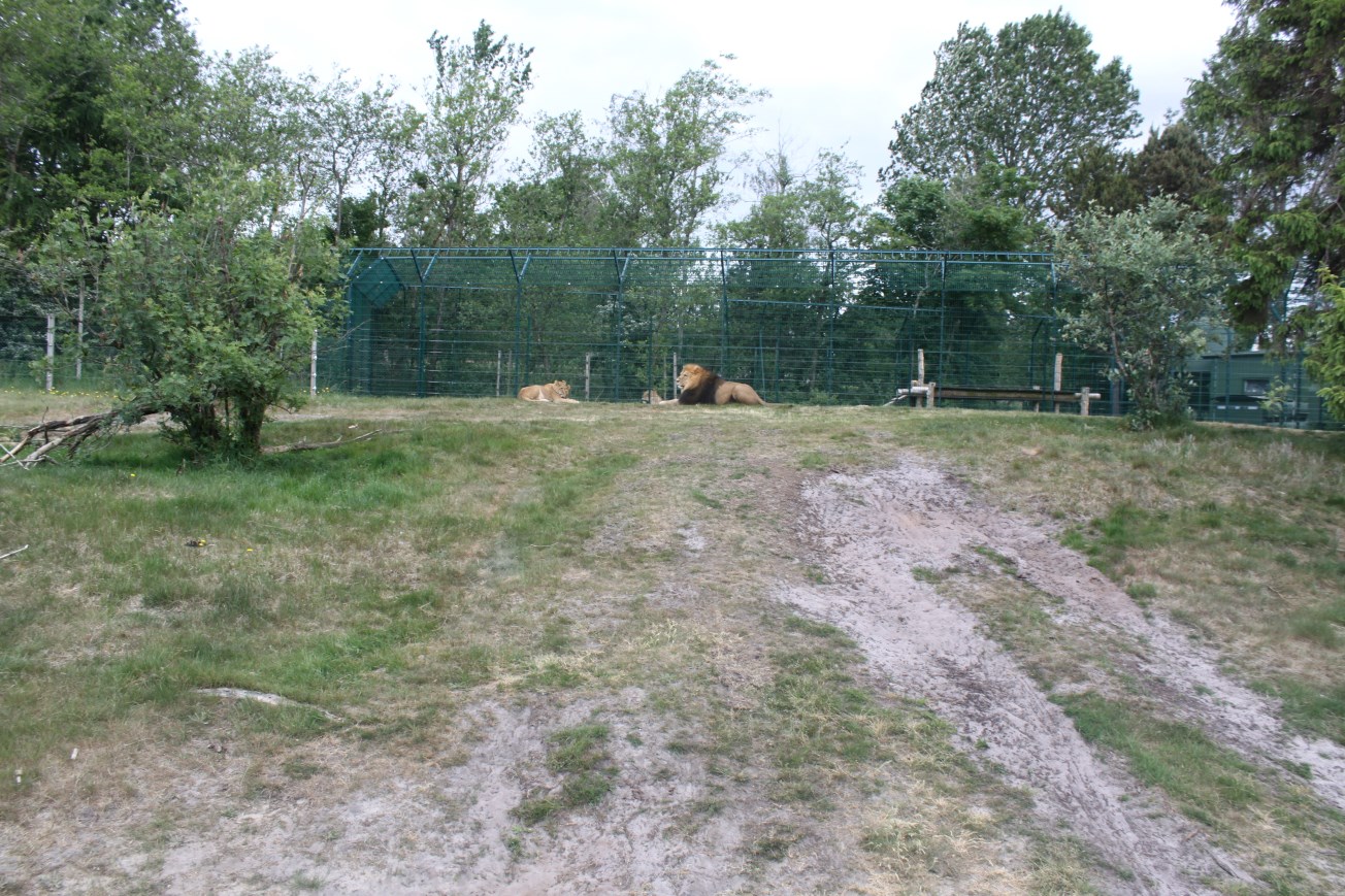 Givskud Zoo - Safari (Lion)