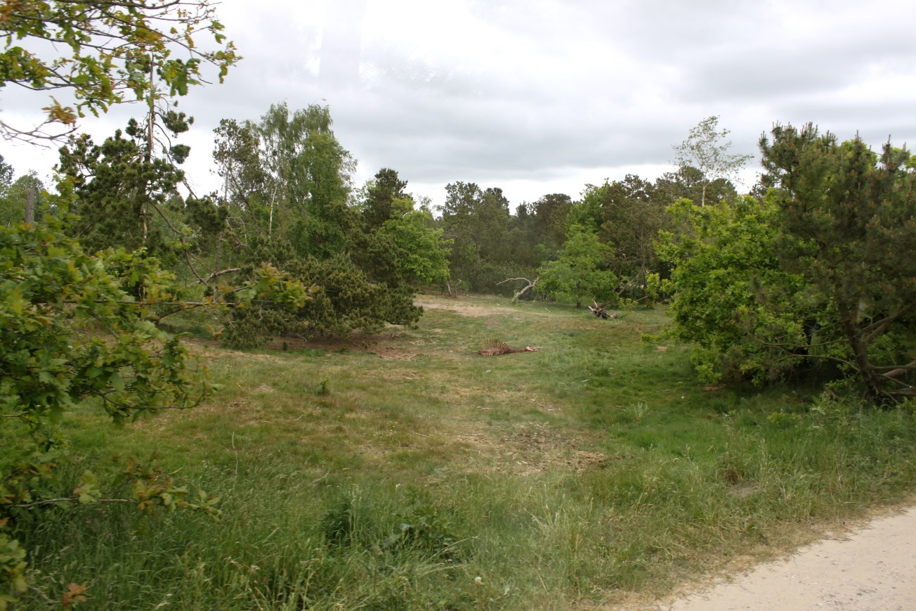 Givskud Zoo - Safari (Lion)