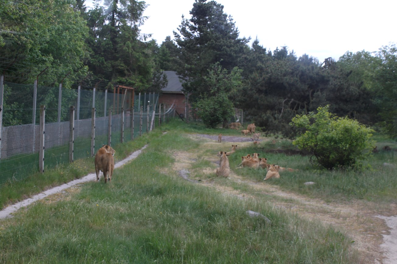 Givskud Zoo - Safari (Lion)