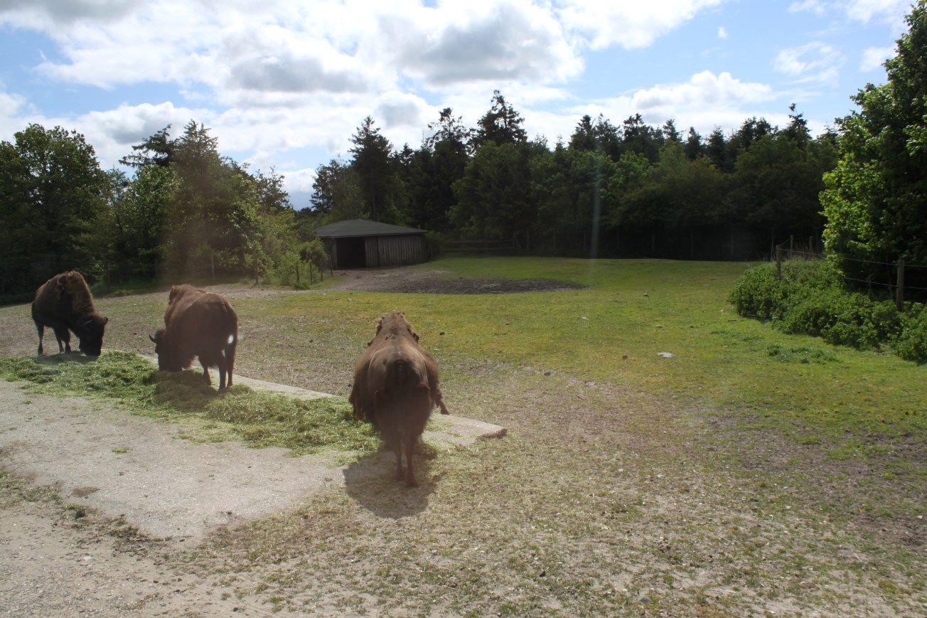 Givskud Zoo - Safari (North America)