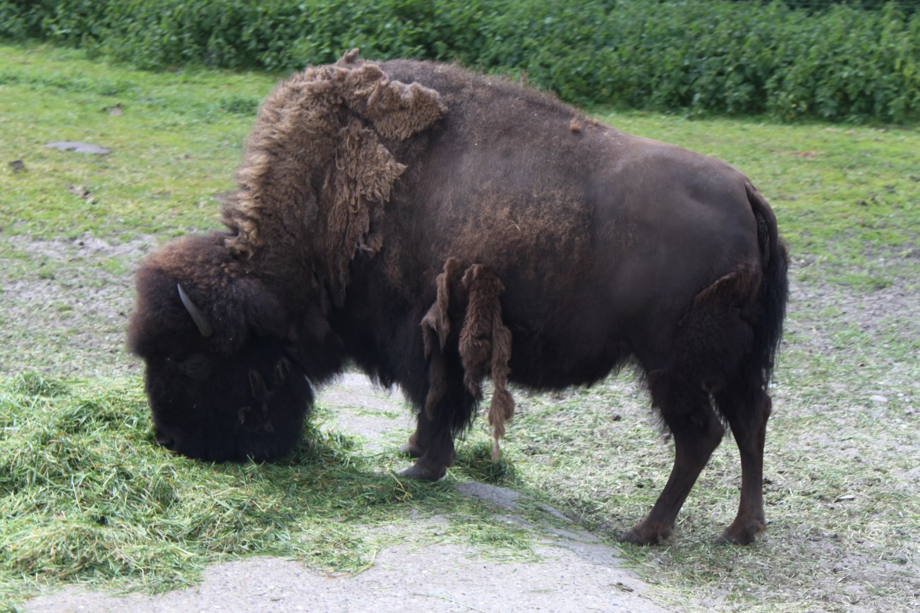 Givskud Zoo - Safari (Prairie bison)