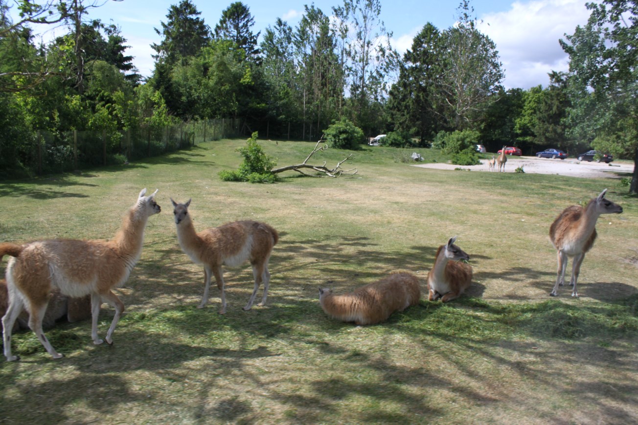 Givskud Zoo - Safari (South America)