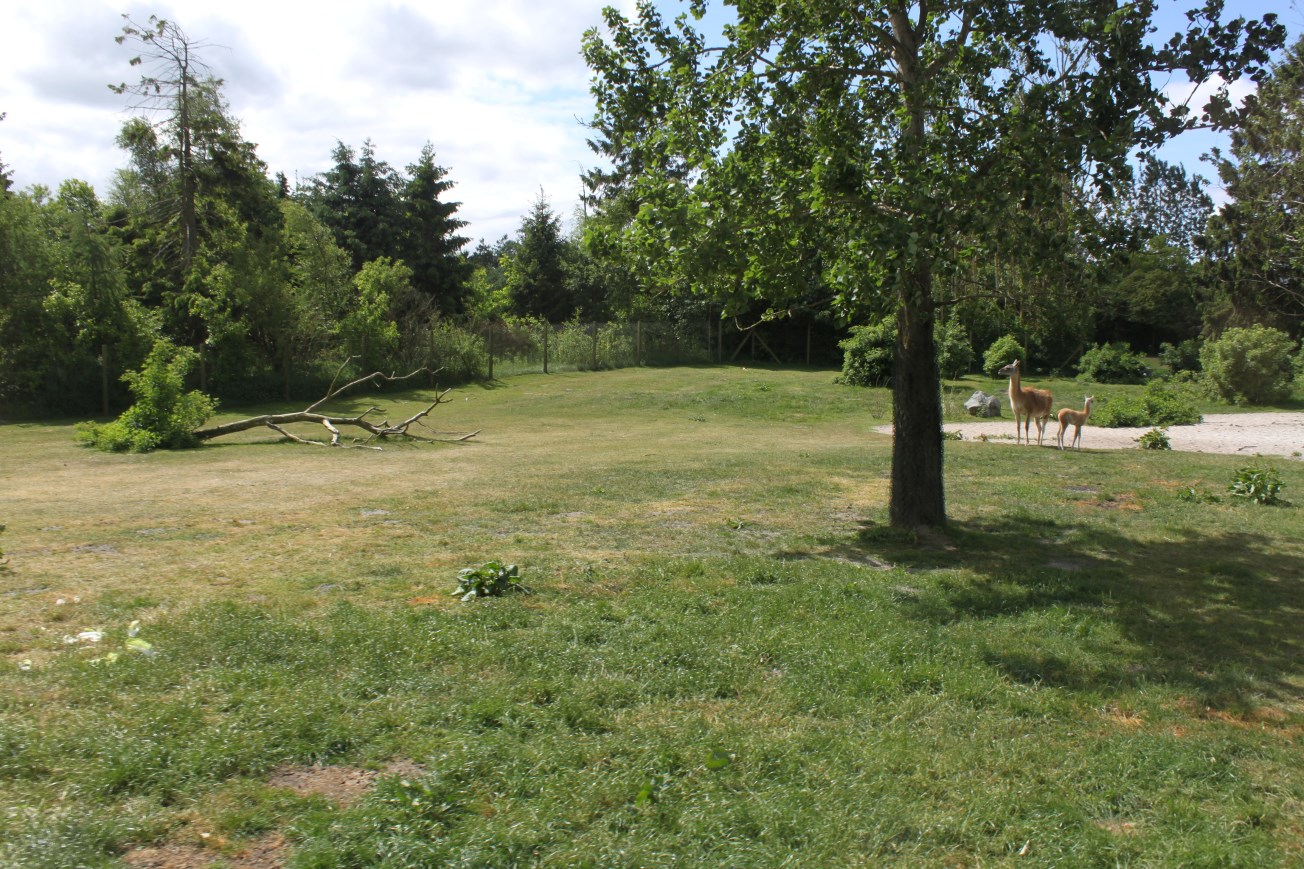 Givskud Zoo - Safari (South America)