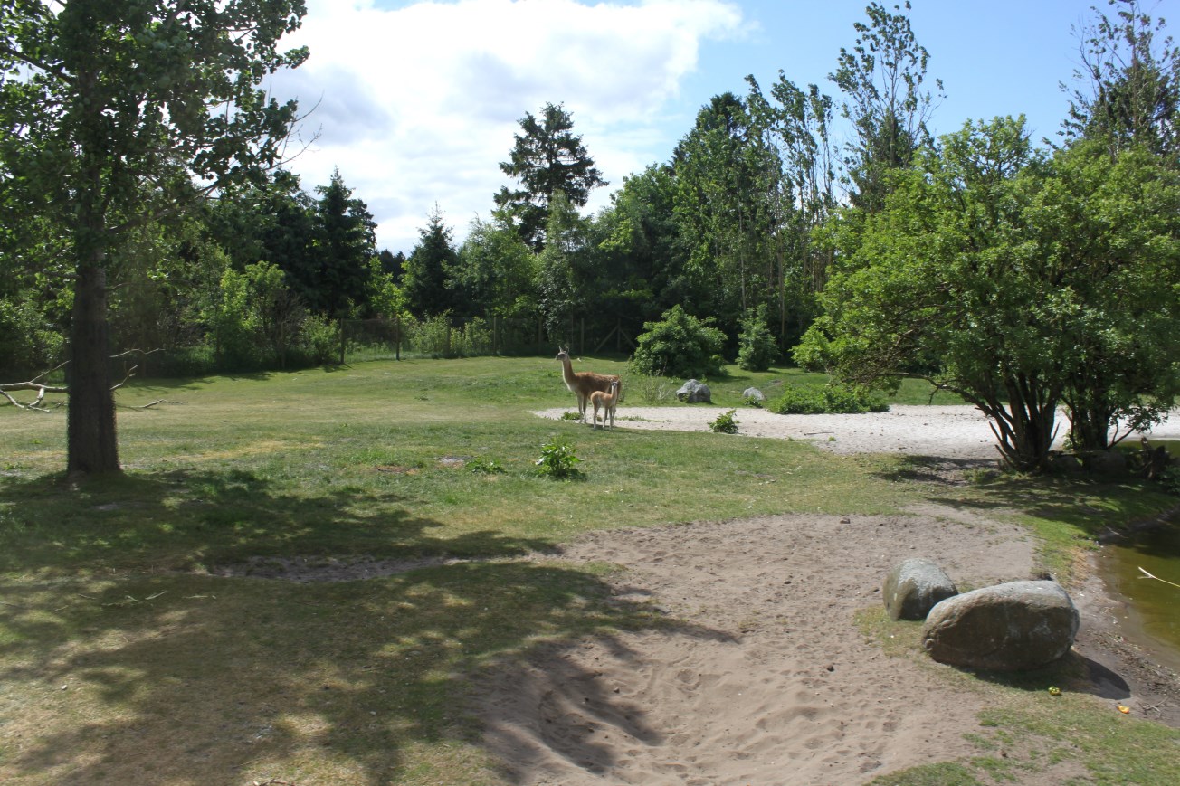 Givskud Zoo - Safari (South America)