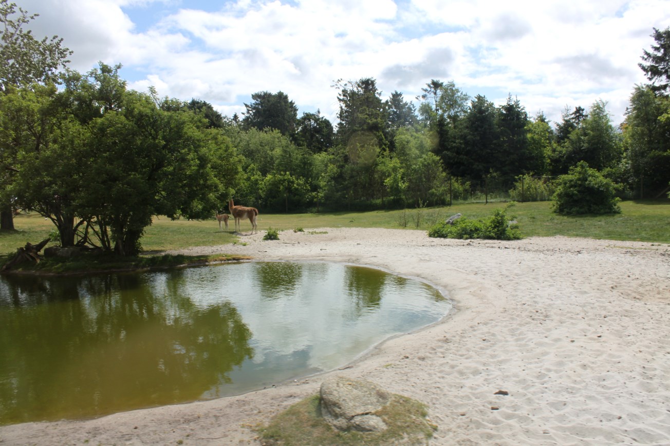 Givskud Zoo - Safari (South America)