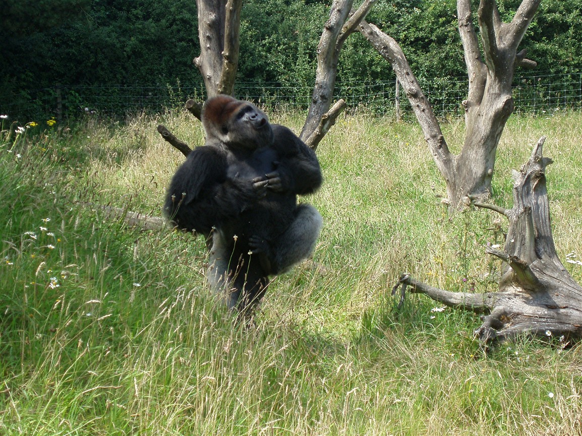 Givskud Zoo - Samson