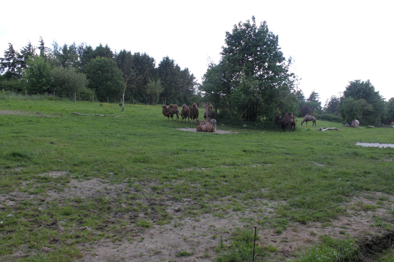 Givskud Zoo - Two-humped camel exhibit