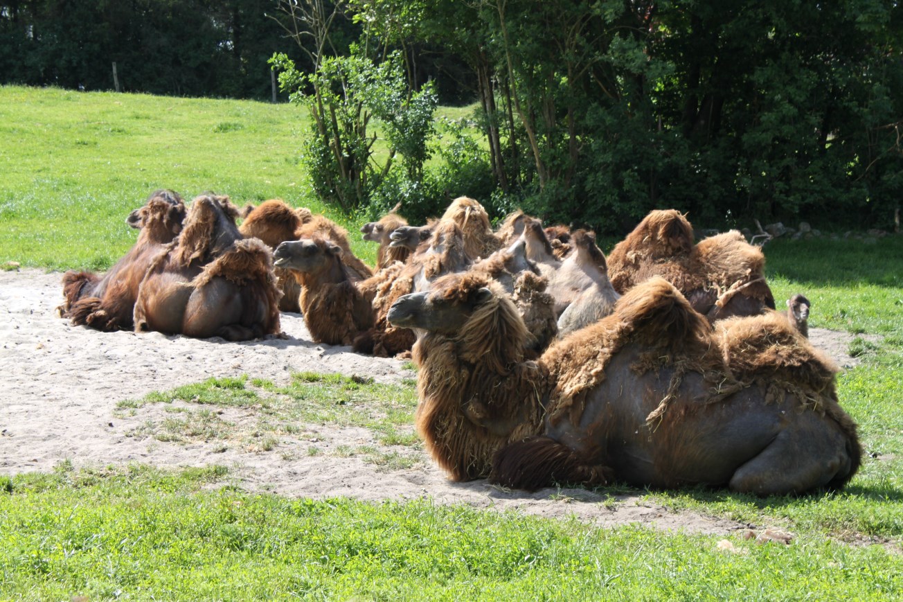 Givskud Zoo - Two-humped camels