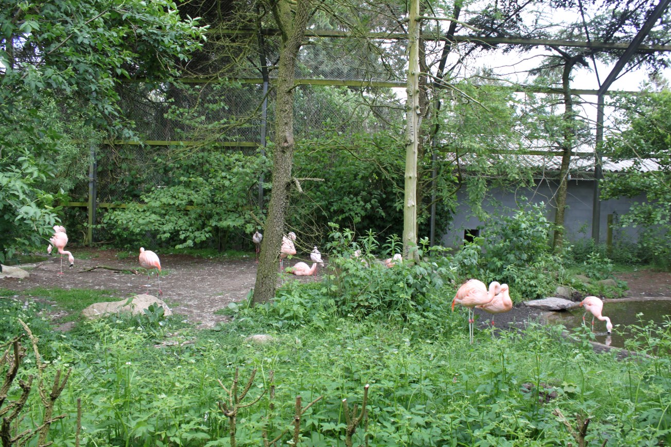 Givskud Zoo - Wetlands Aviary