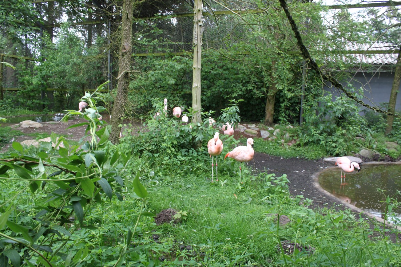Givskud Zoo - Wetlands Aviary