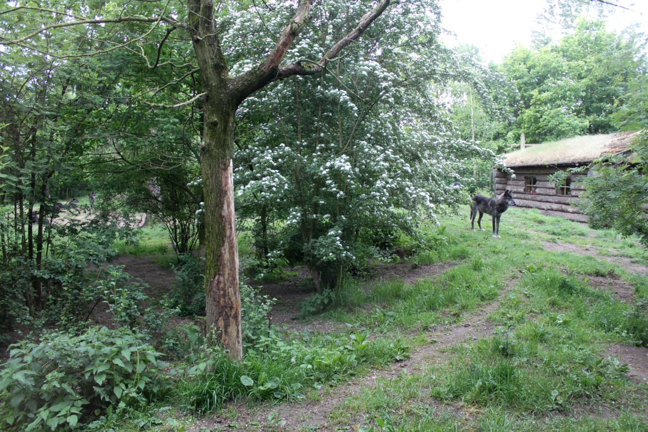Givskud Zoo - Wolf Woods