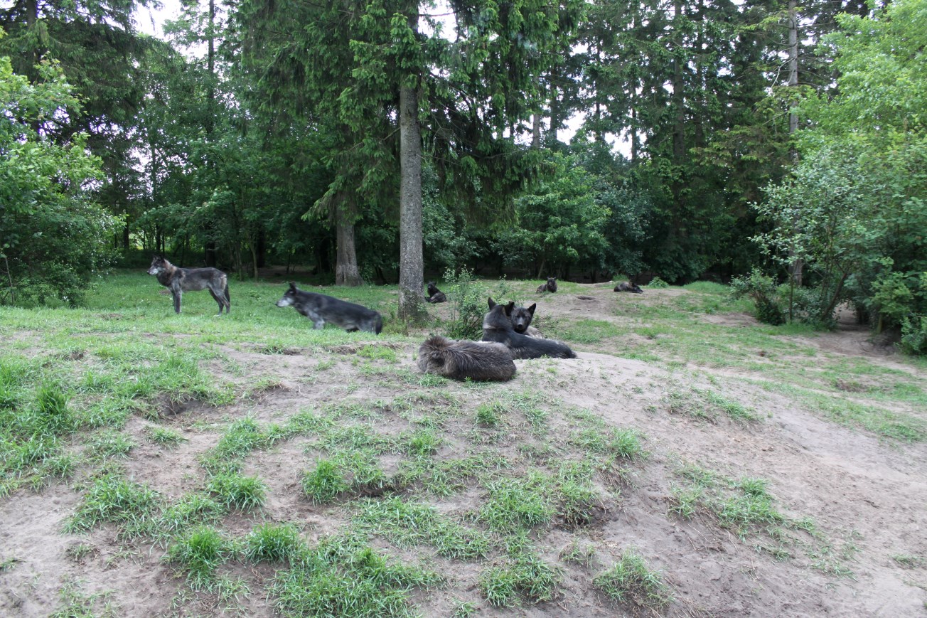 Givskud Zoo - Wolf Woods