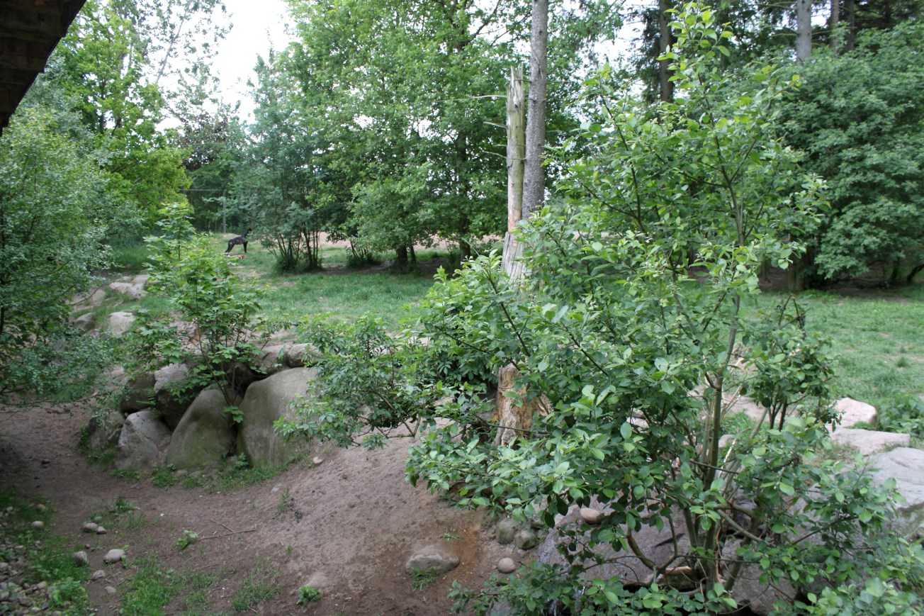 Givskud Zoo - Wolf Woods