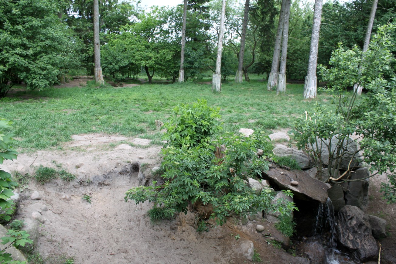 Givskud Zoo - Wolf Woods