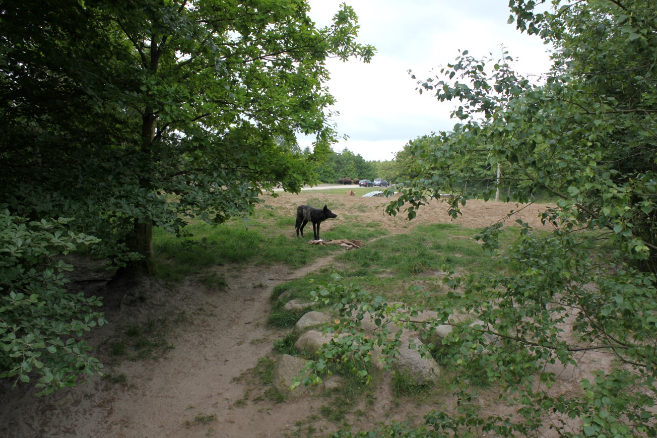 Givskud Zoo - Wolf Woods
