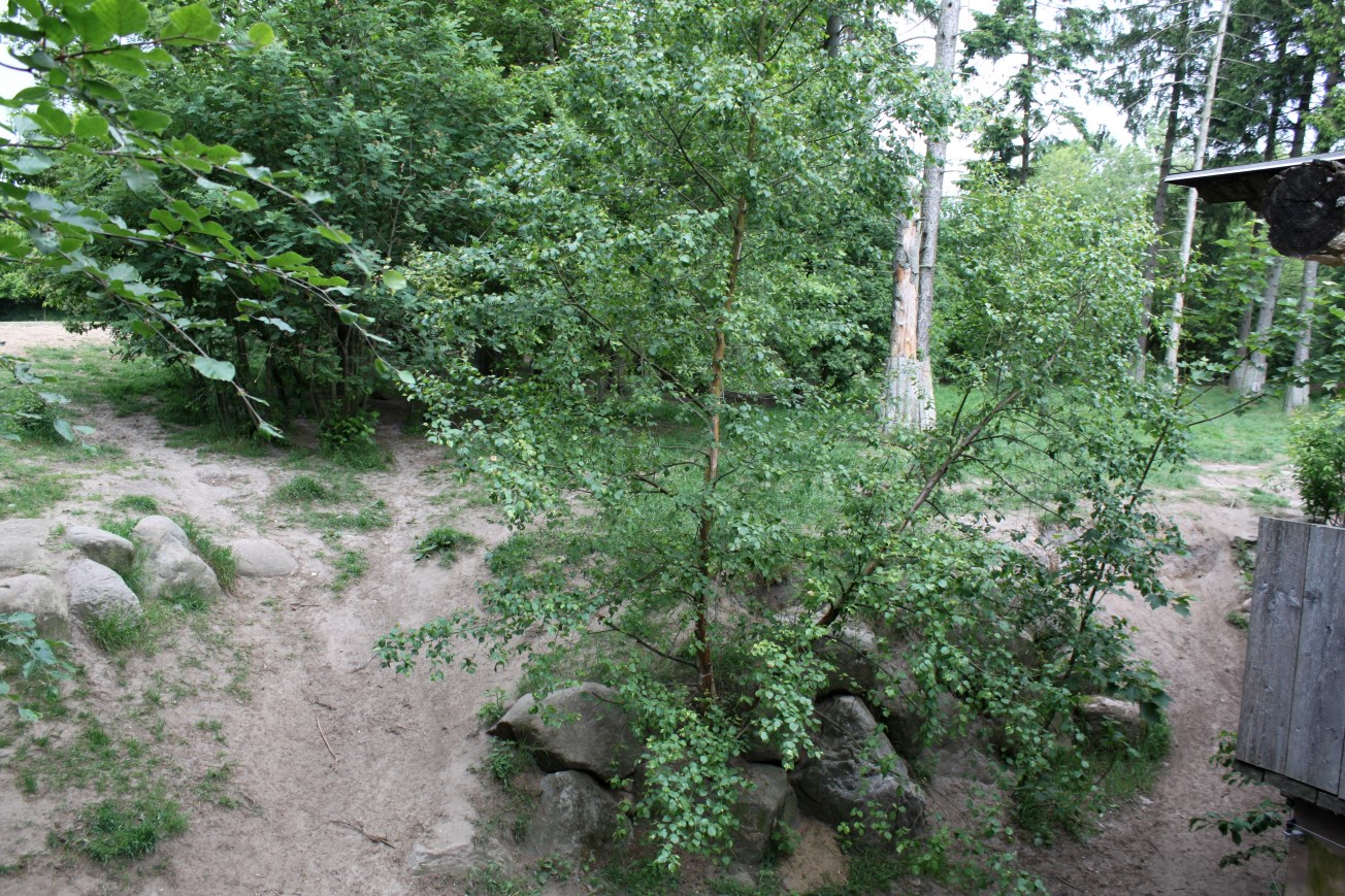 Givskud Zoo - Wolf Woods