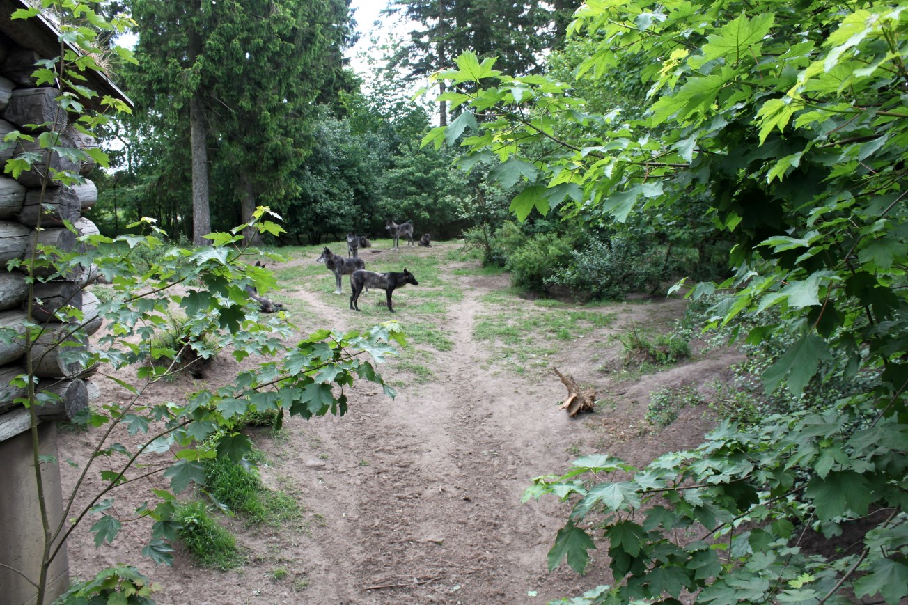 Givskud Zoo - Wolf Woods
