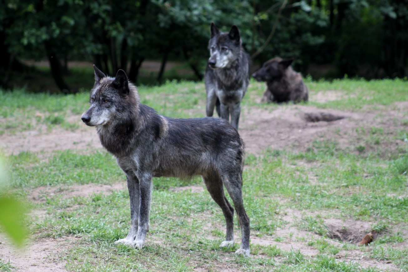 Givskud Zoo - Wolf Woods