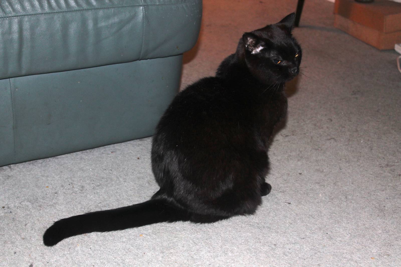 Gizmo, a Chocolate Oriental Cat 2013