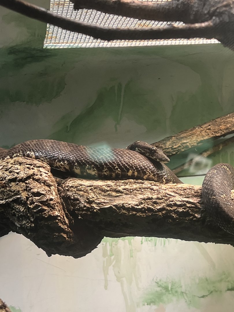 Gizmo the Solomon Island tree boa