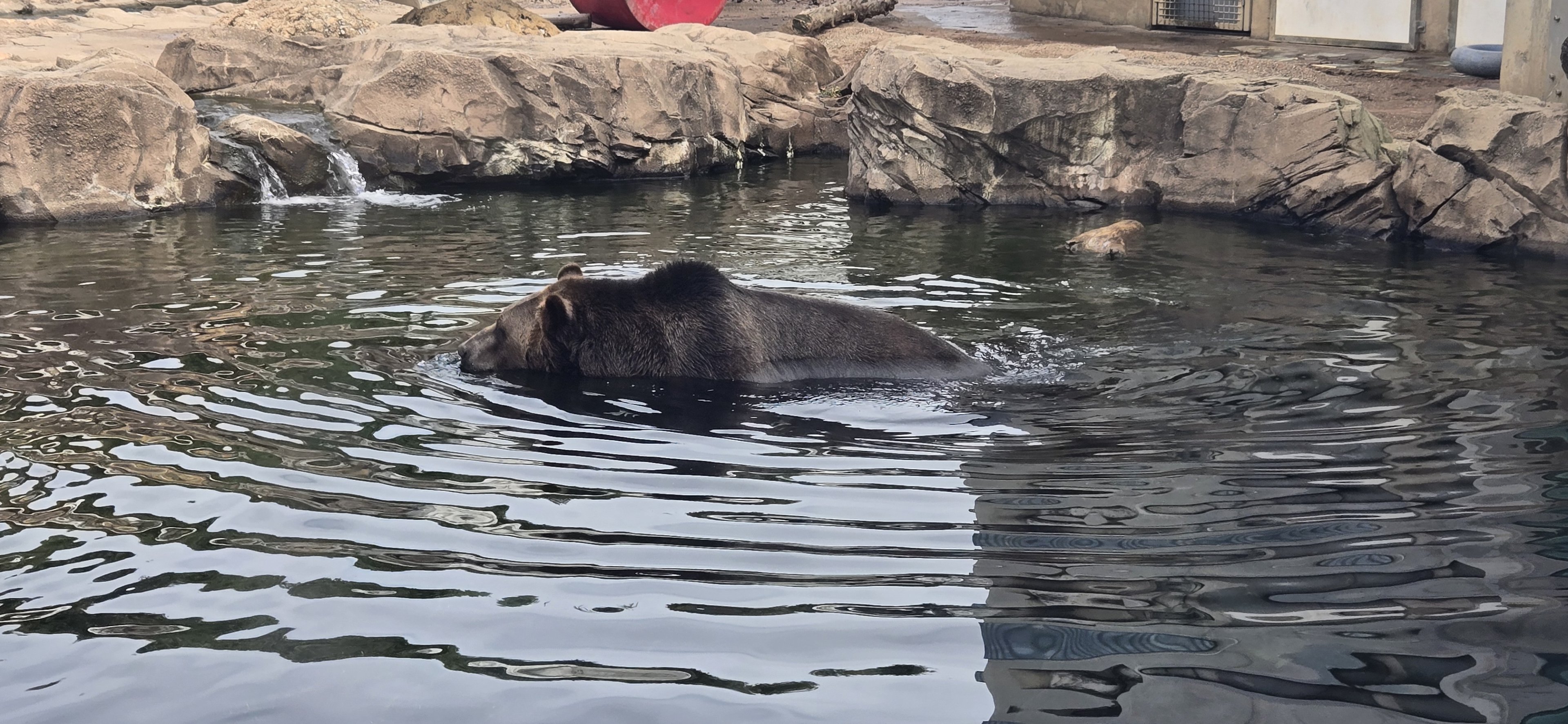Glacier Run - Brown bear