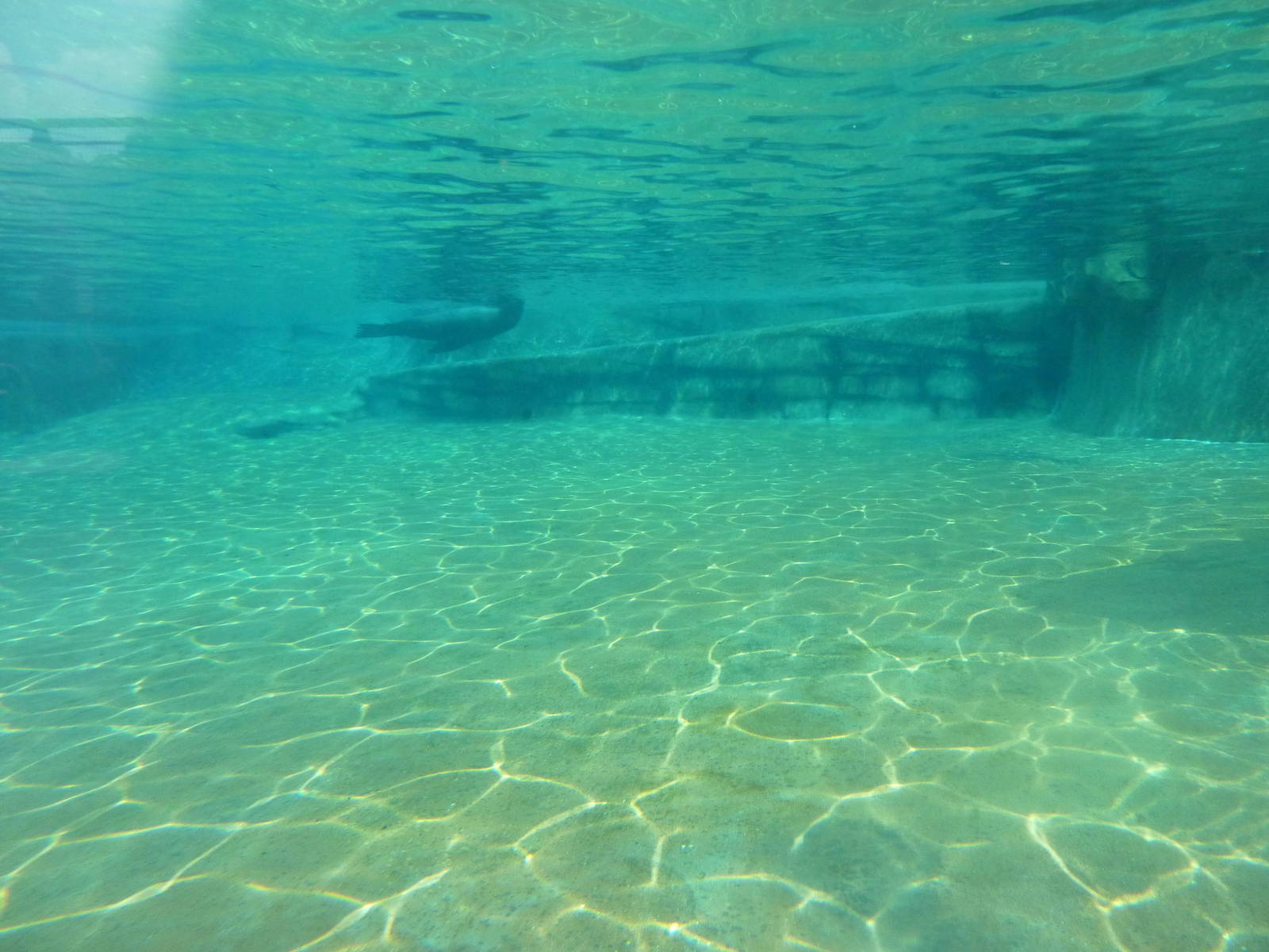 Glacier Run - California Sea Lion/Harbour Seal/Grey Seal Exhibit