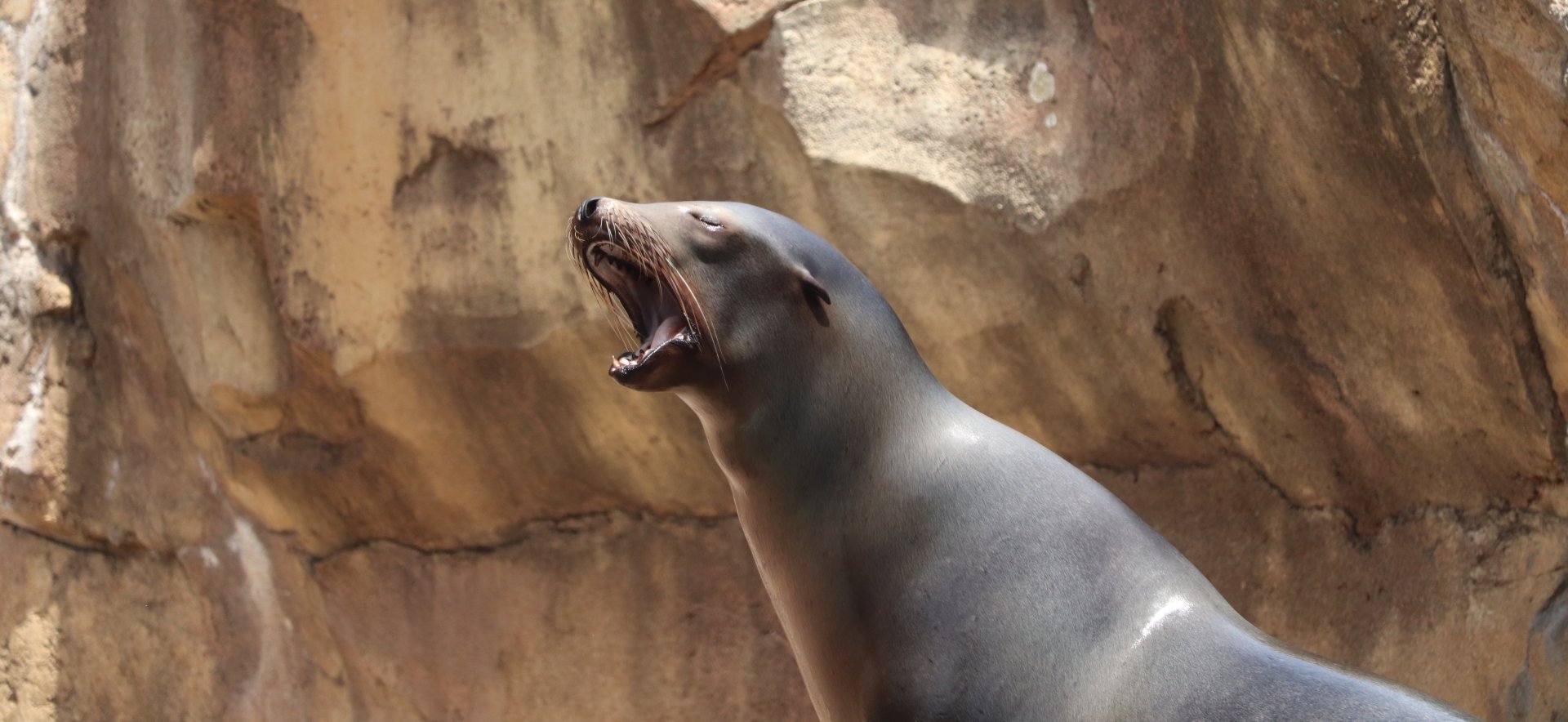 Glacier Run- California Sea Lion