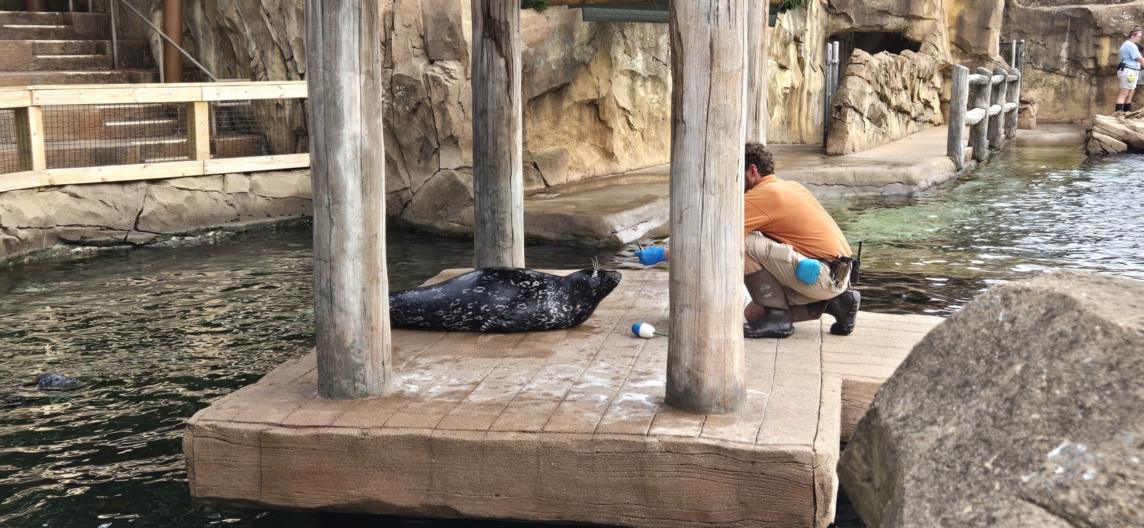 Glacier Run - harbor seal