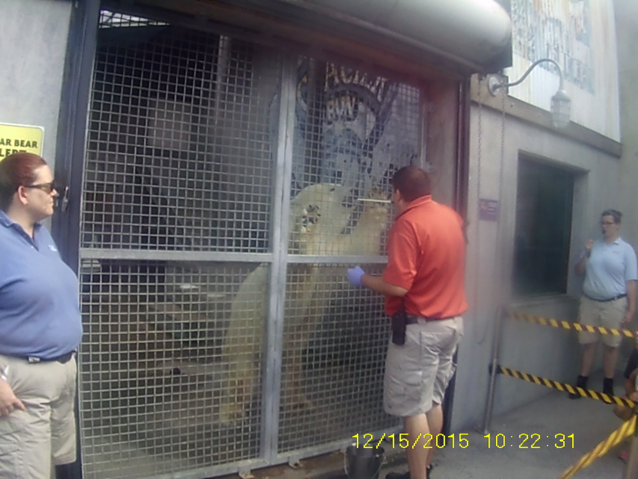 Glacier Run - Polar Bear Training