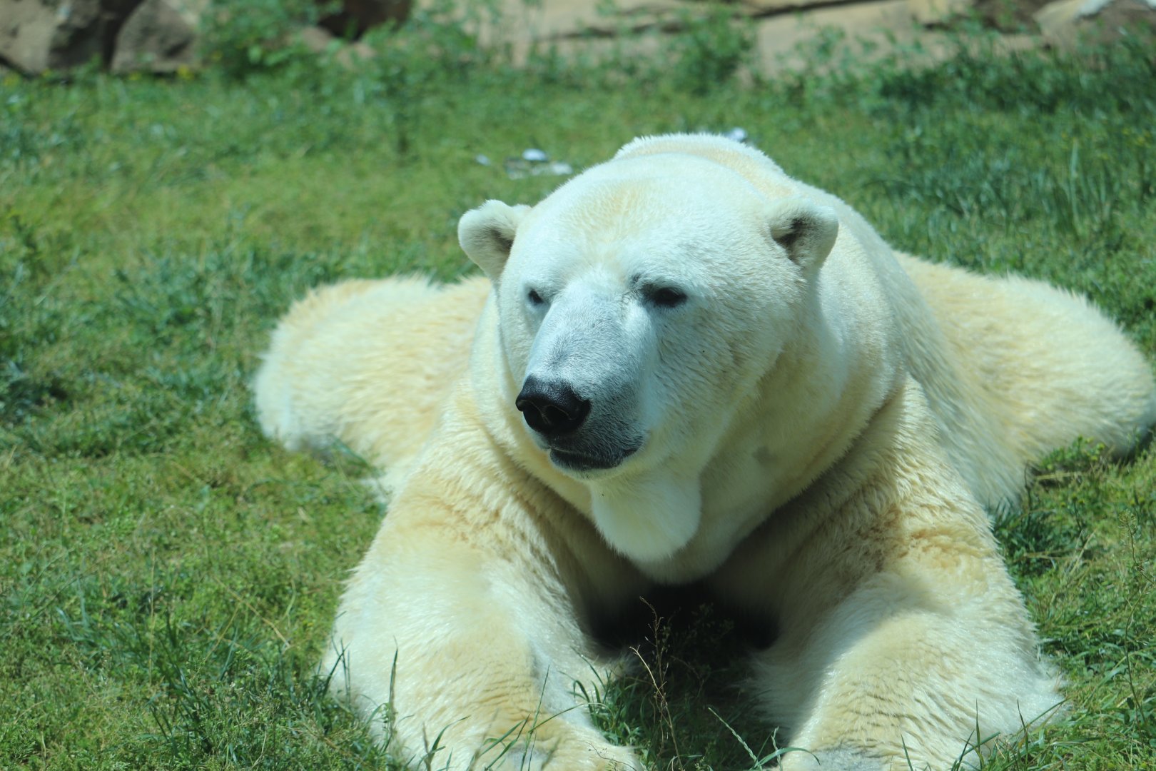 Glacier Run - Polar Bear
