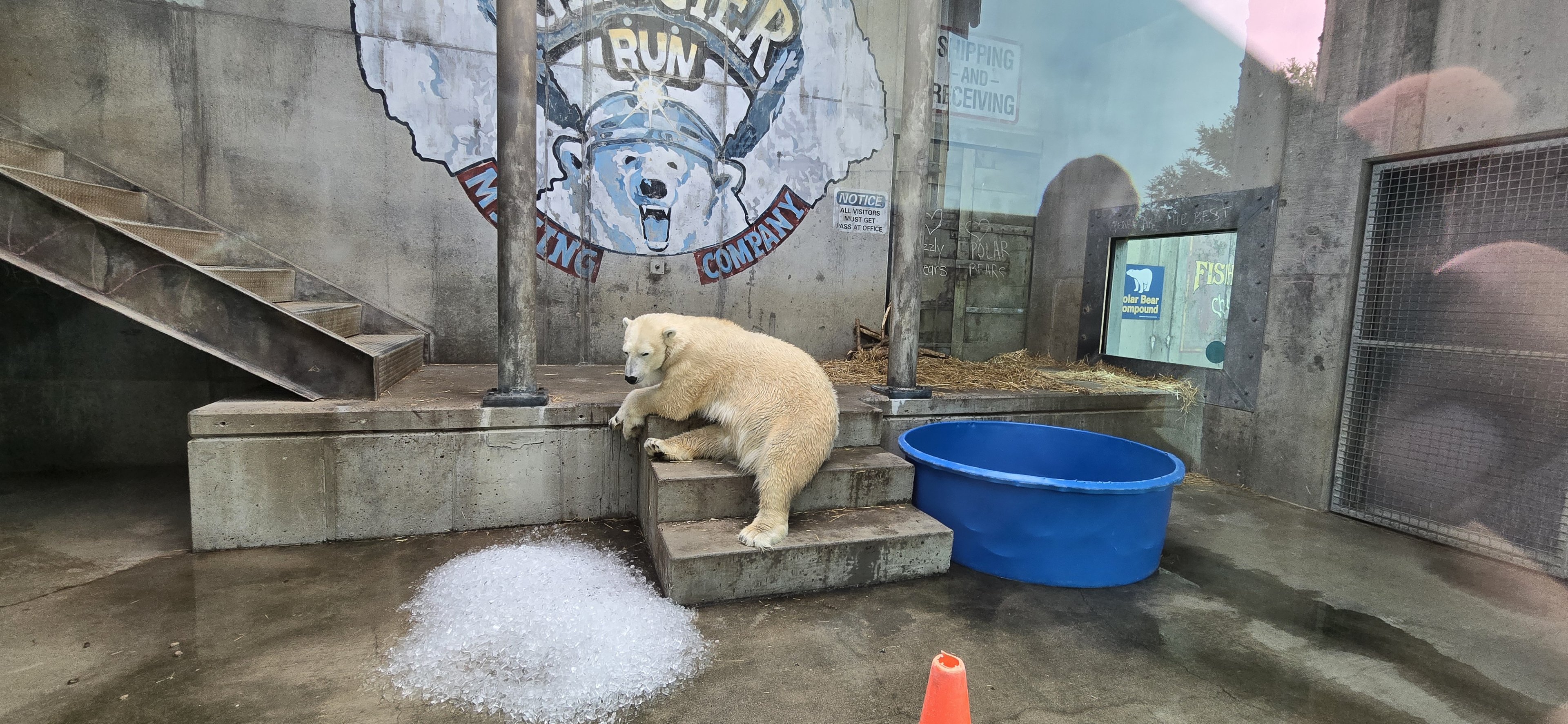 Glacier Run - Polar bear