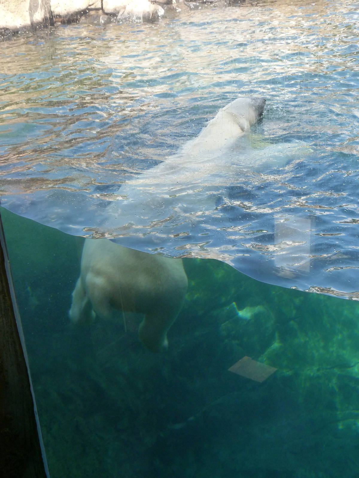 Glacier Run, Sept. 2014