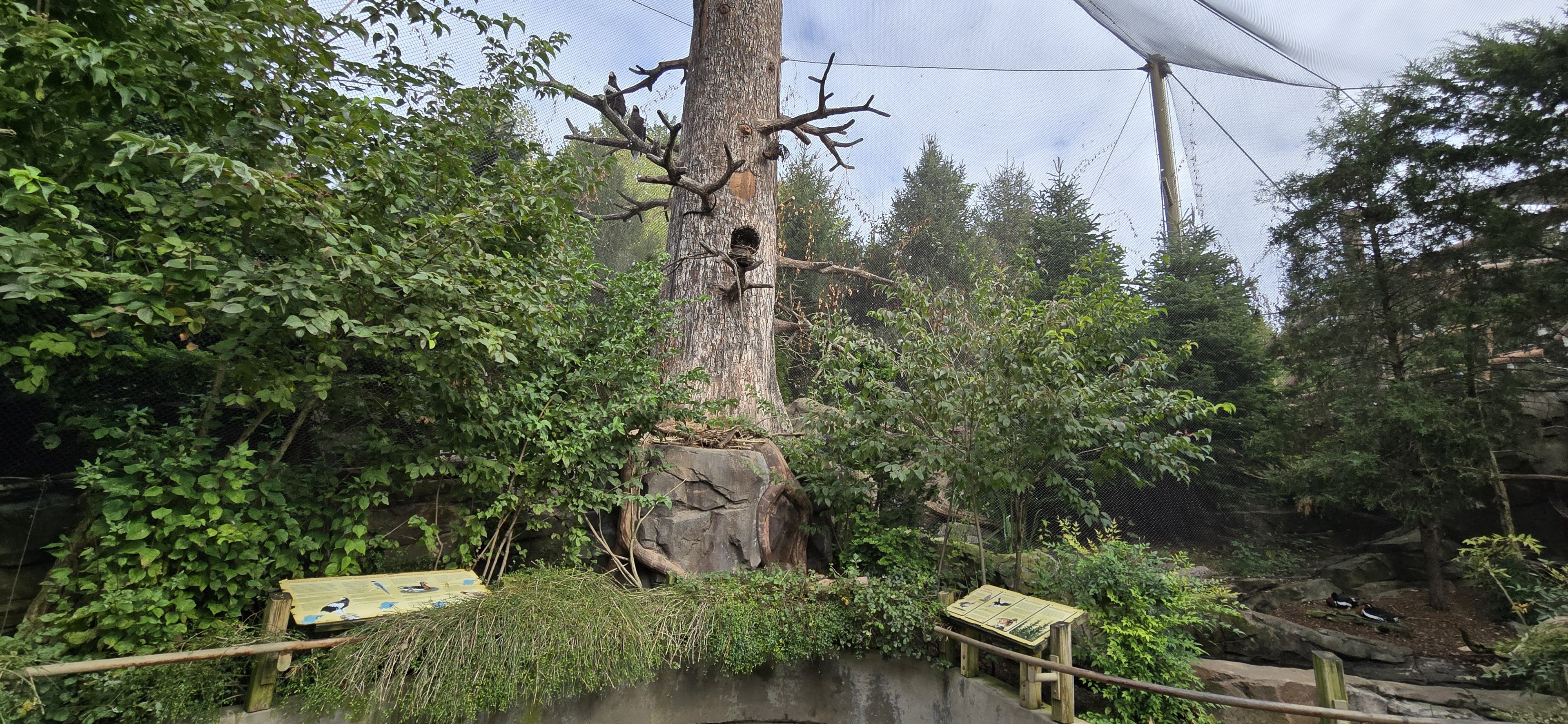 Glacier Run - Stellar's Sea Eagle aviary