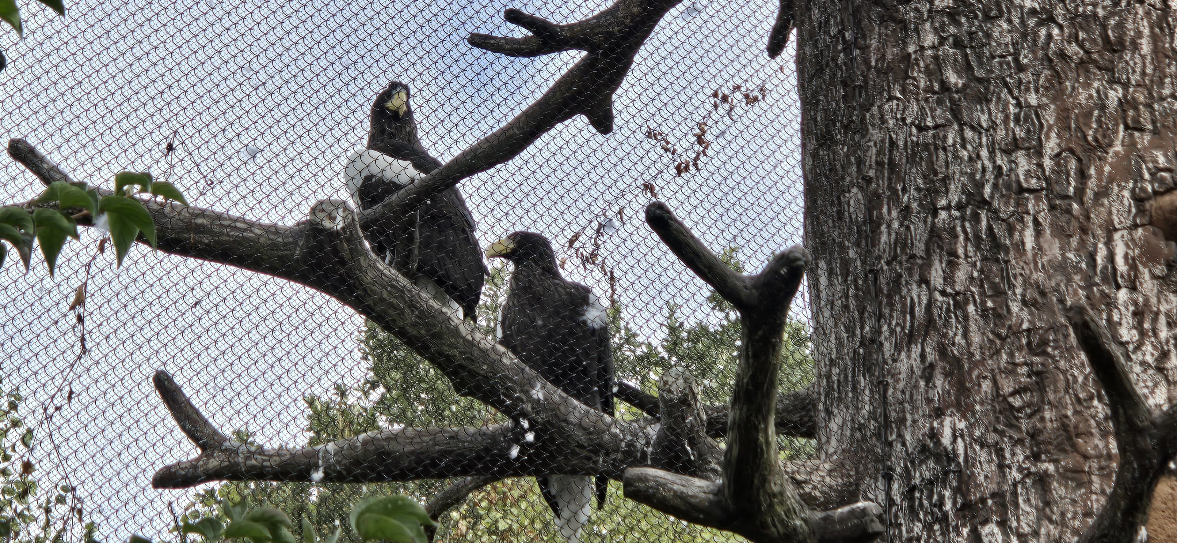 Glacier Run - Stellar's Sea Eagle aviary