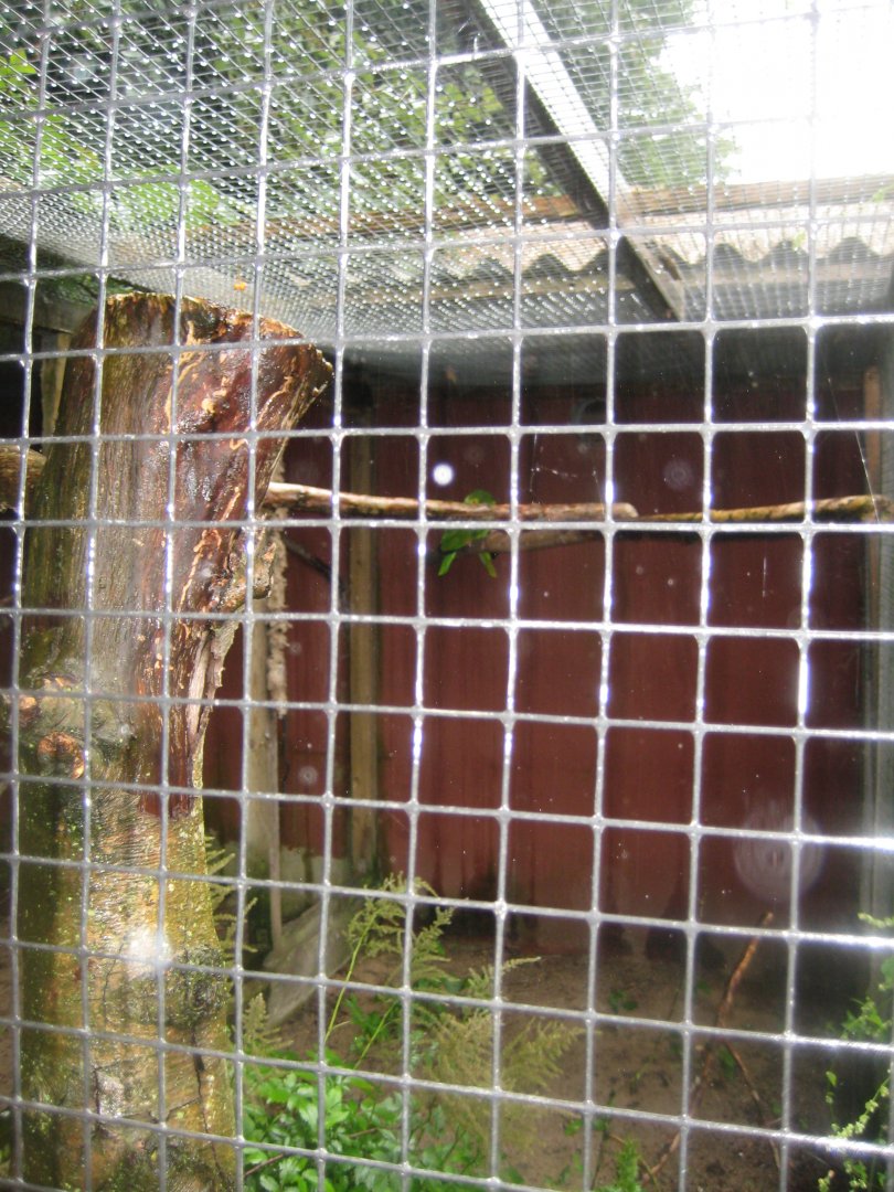 Glad Zoo - Amazon parrot aviary