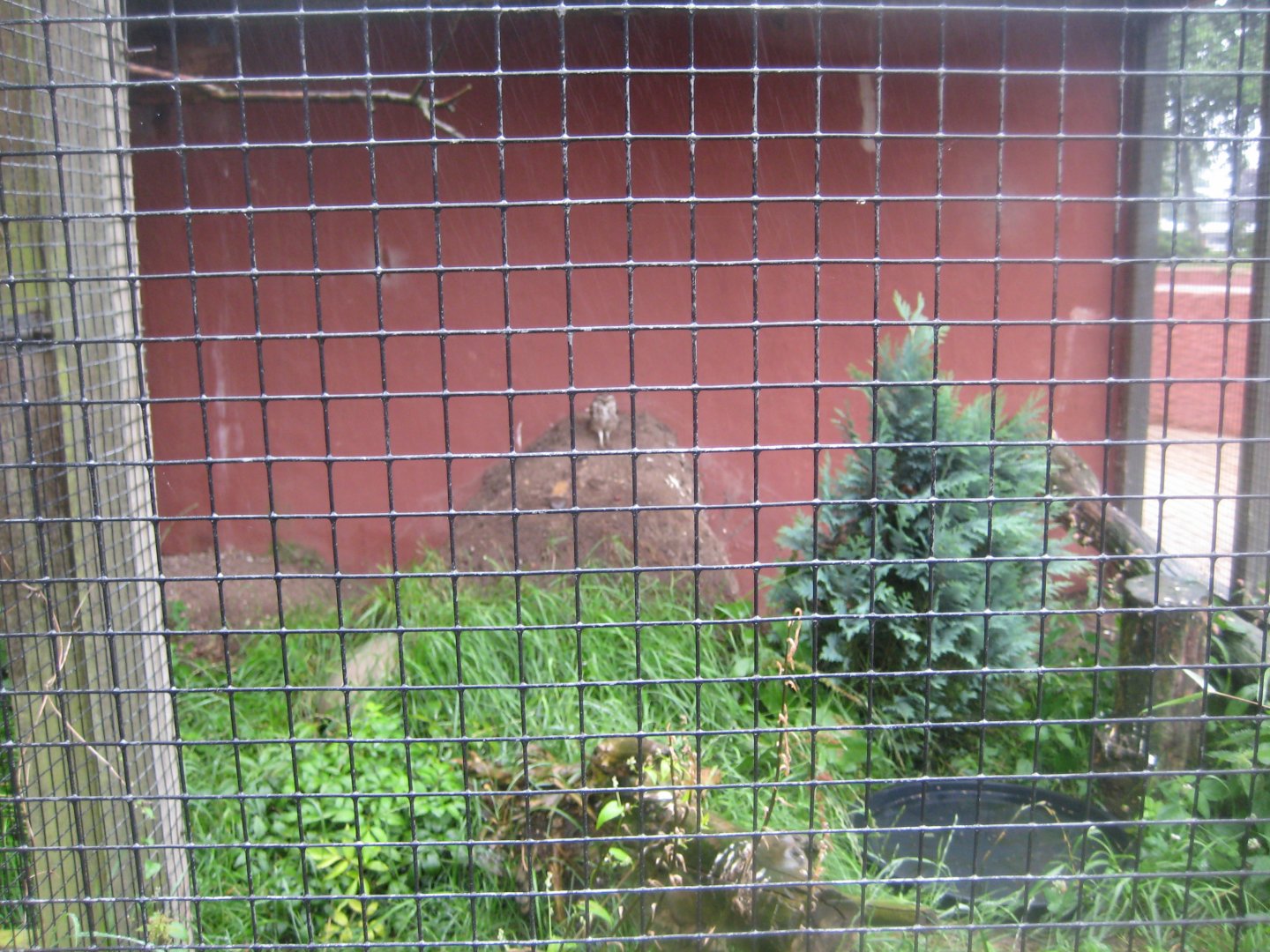 Glad Zoo - Burrowing owl aviary
