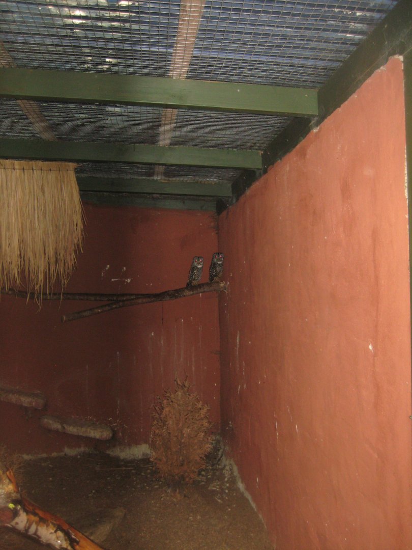 Glad Zoo - Chaco owl aviary