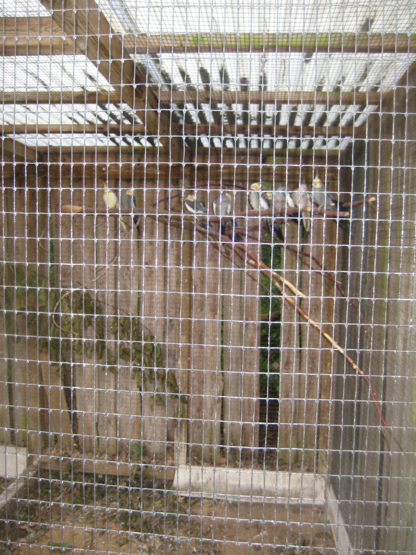 Glad Zoo - Cockatiel aviary