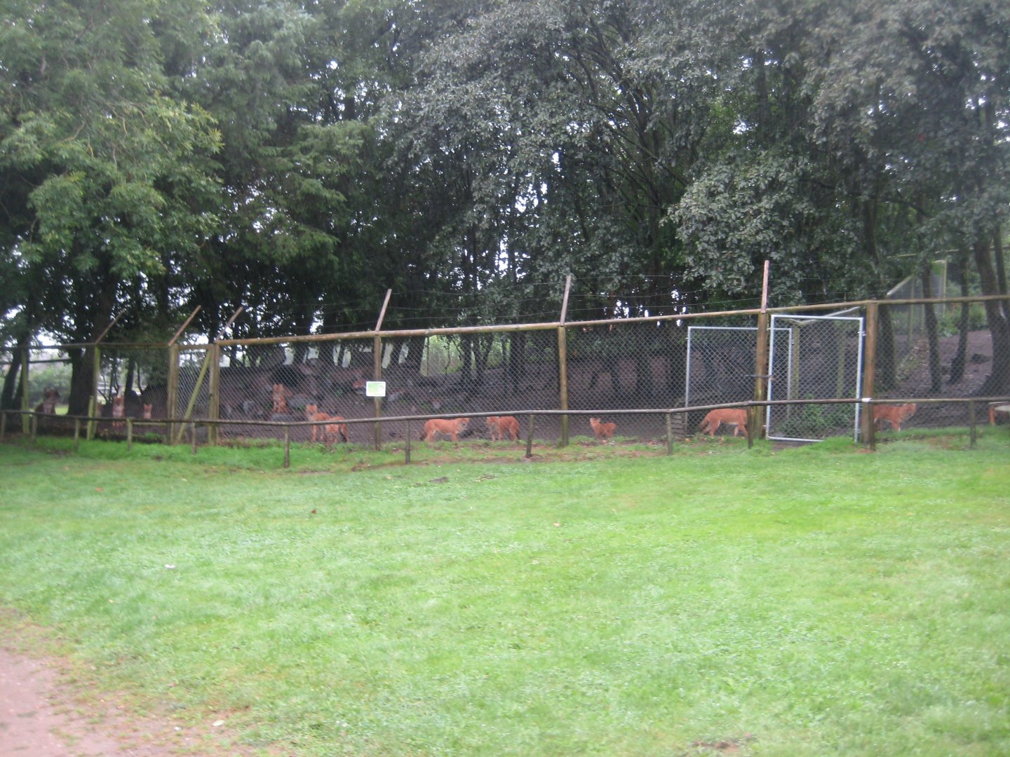 Glad Zoo - Dhole exhibit
