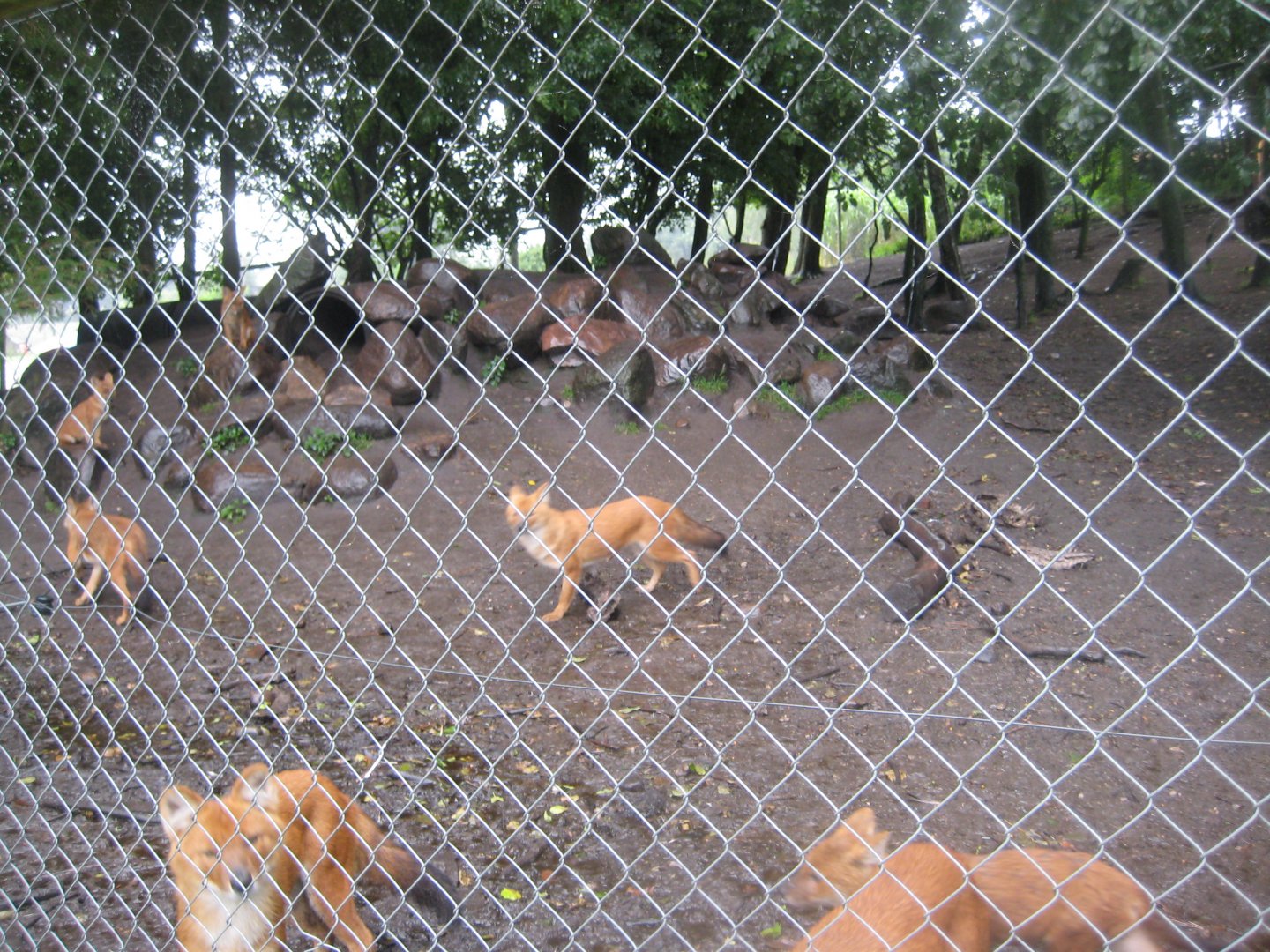 Glad Zoo - Dhole exhibit