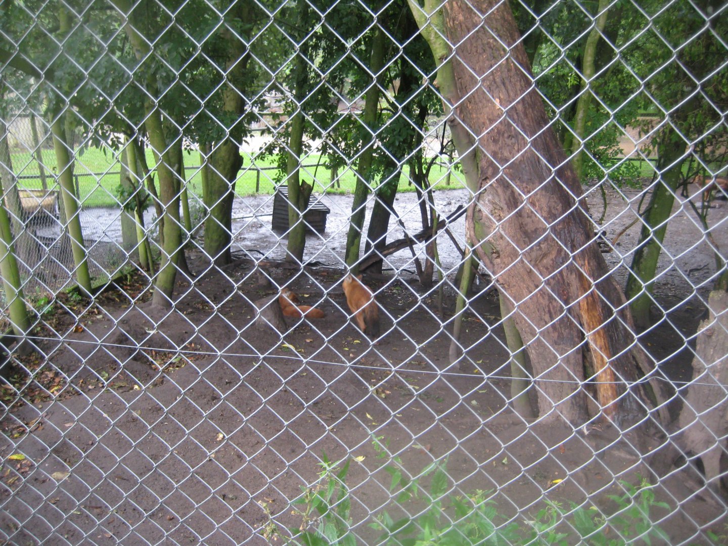 Glad Zoo - Dhole exhibit