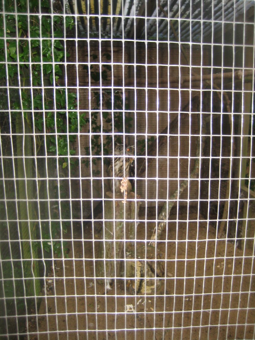 Glad Zoo - Eagle owl aviary
