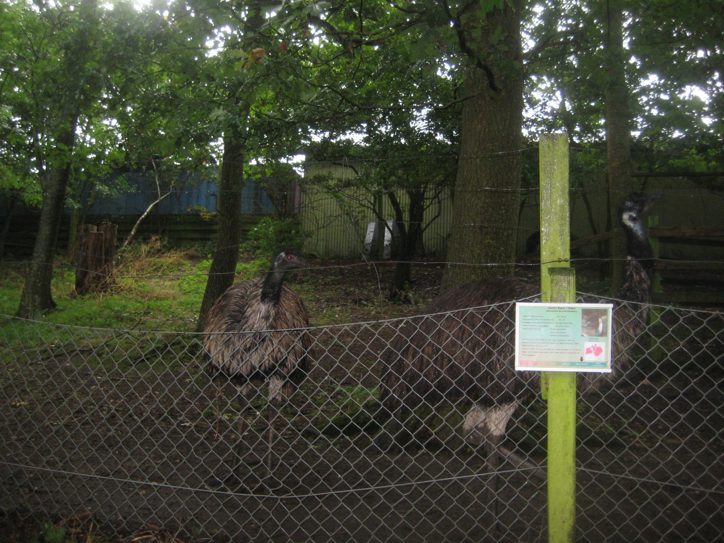 Glad Zoo - Emu exhibit
