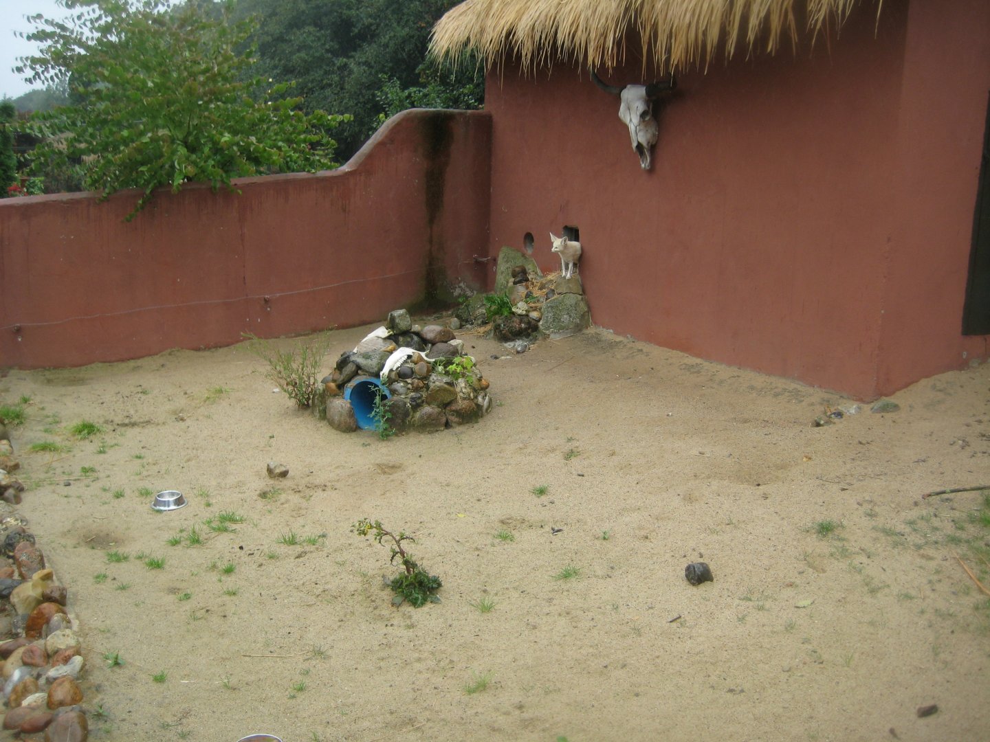 Glad Zoo - Fennec fox exhibit