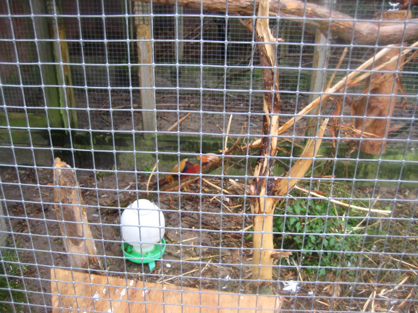 Glad Zoo - Golden pheasant aviary