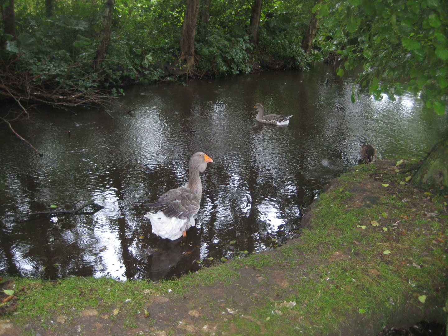 Glad Zoo - Goose pond