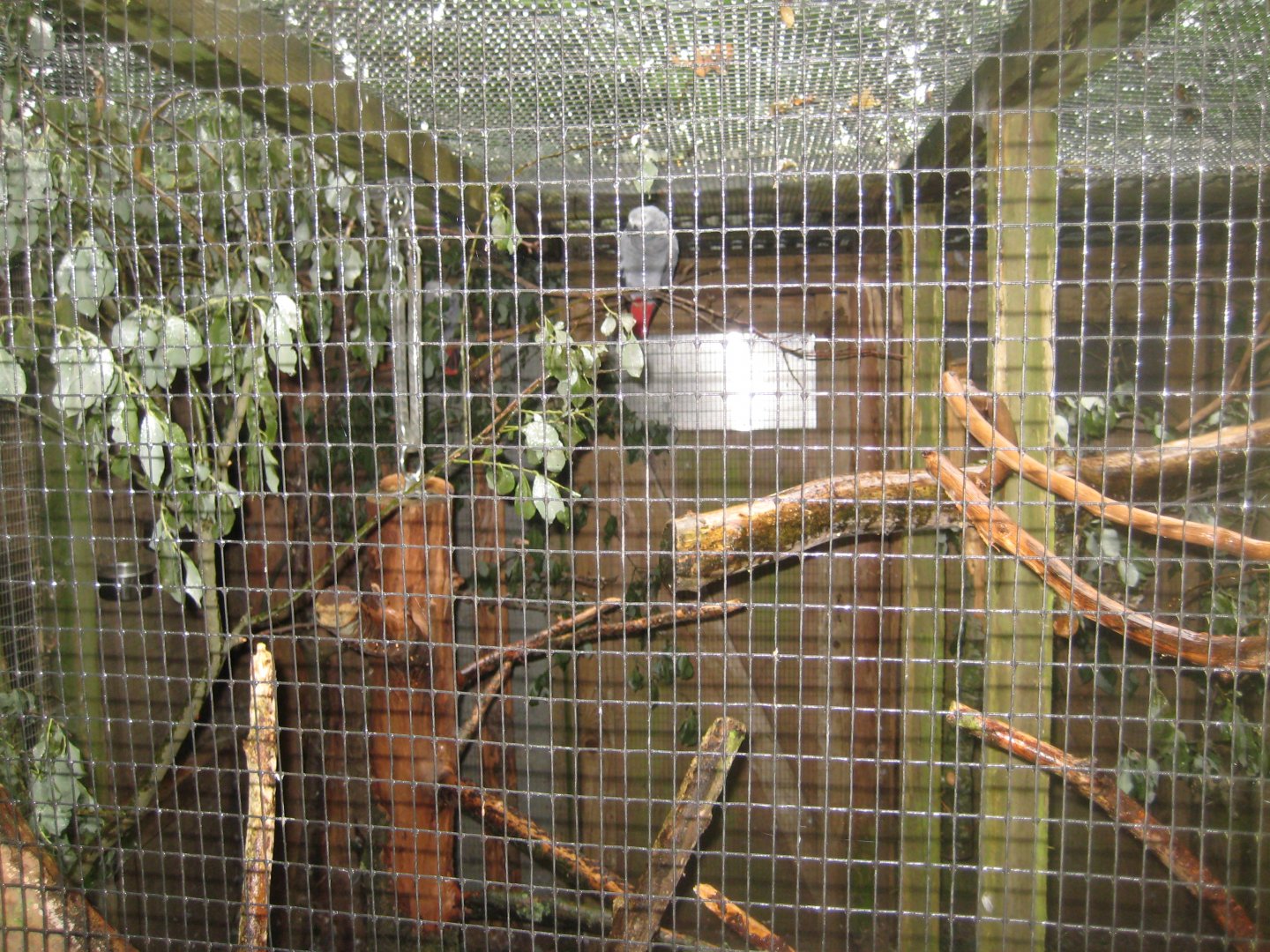 Glad Zoo - Grey parrot aviary