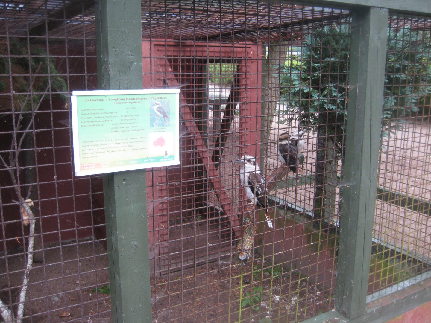 Glad Zoo - Kookaburra aviary