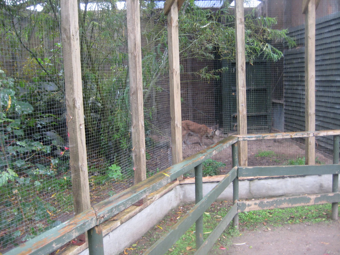 Glad Zoo - Lynx exhibit